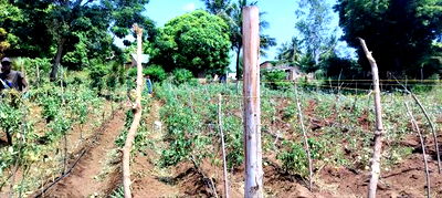 Kombani Kwale Ready Title 50X100 Plots at 1.3M - Image 4