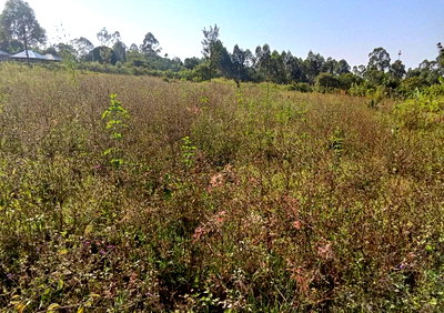 1.25 Acre Plot with Garden in Migori