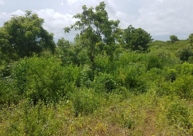 50x100 Plot Under 2M