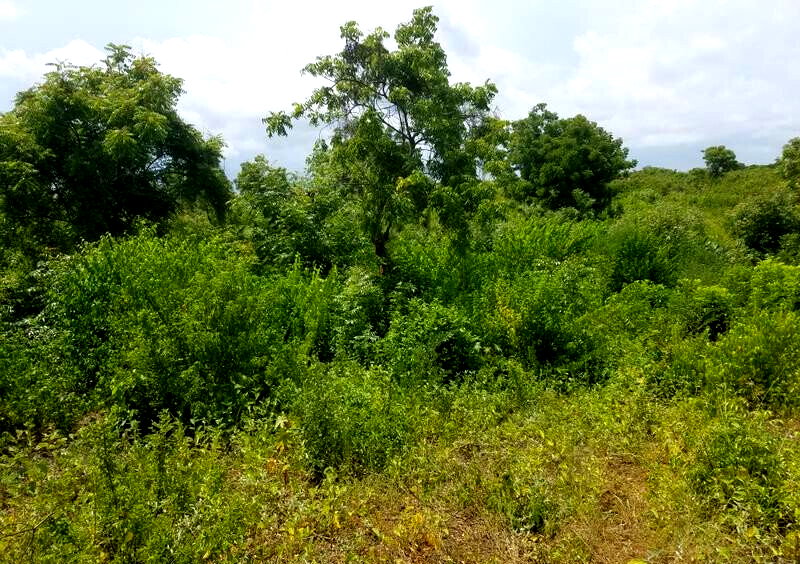 50x100 Plot Under 2M
