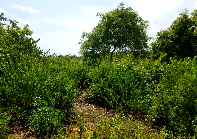 50x100 Plot Under 2M