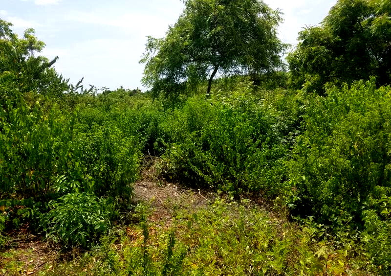 50x100 Plot Under 2M