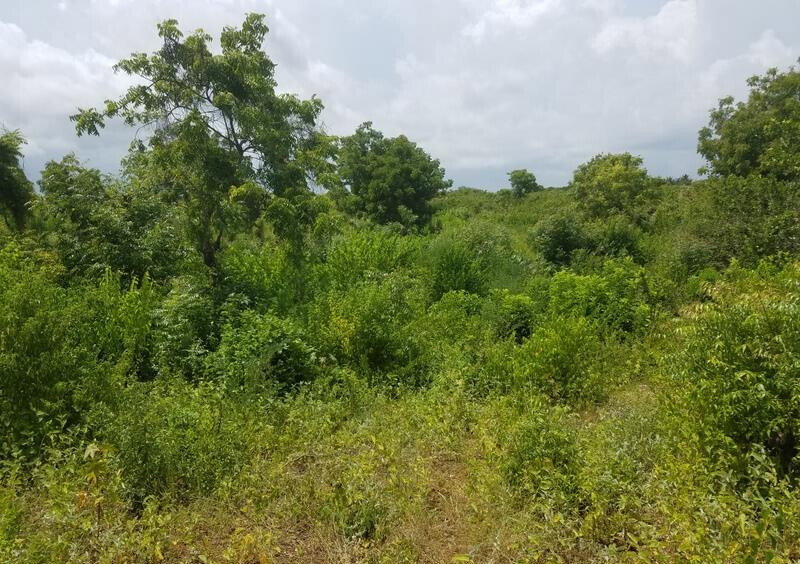 50x100 Plot Under 2M