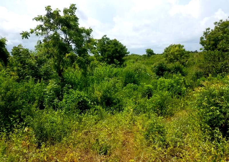 50x100 Plot Under 2M