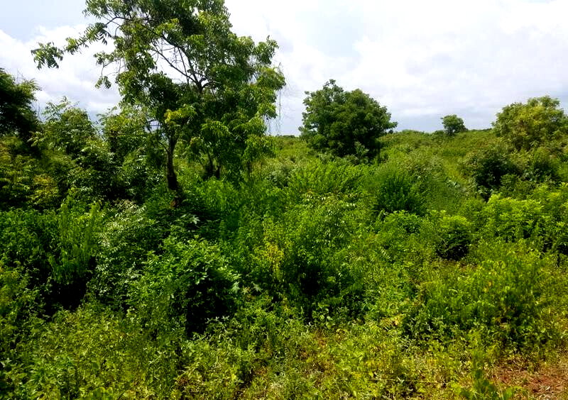 50x100 Plot Under 2M