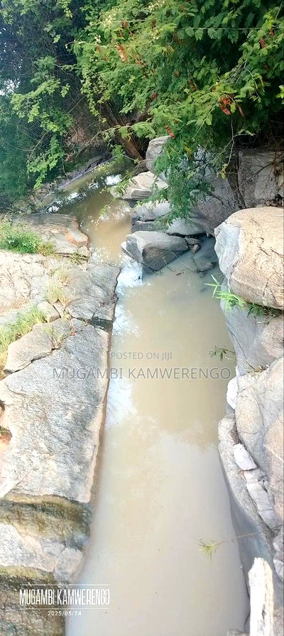 Muraru, Kauriro 3acres Acres - Image 9