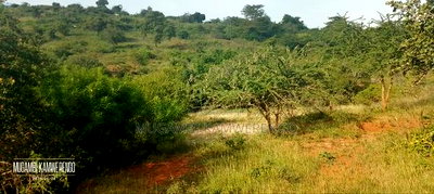 Muraru, Kauriro 3acres Acres - Image 7