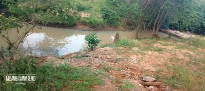 Muraru, Kauriro 3acres Acres - Image 8