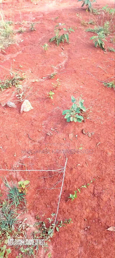 Muraru, Kauriro 3acres Acres - Image 6