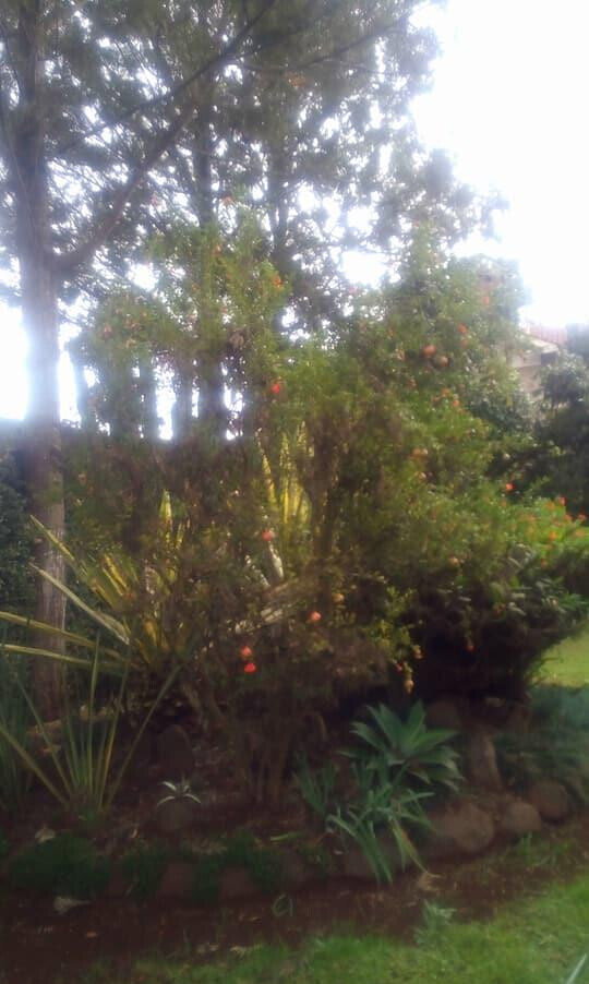 5BR Standalone Townhouse with Jacuzzi & Fireplace - Runda
