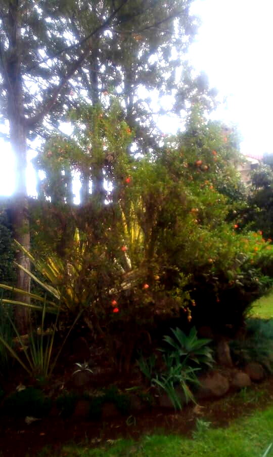 5BR Standalone Townhouse with Jacuzzi & Fireplace - Runda
