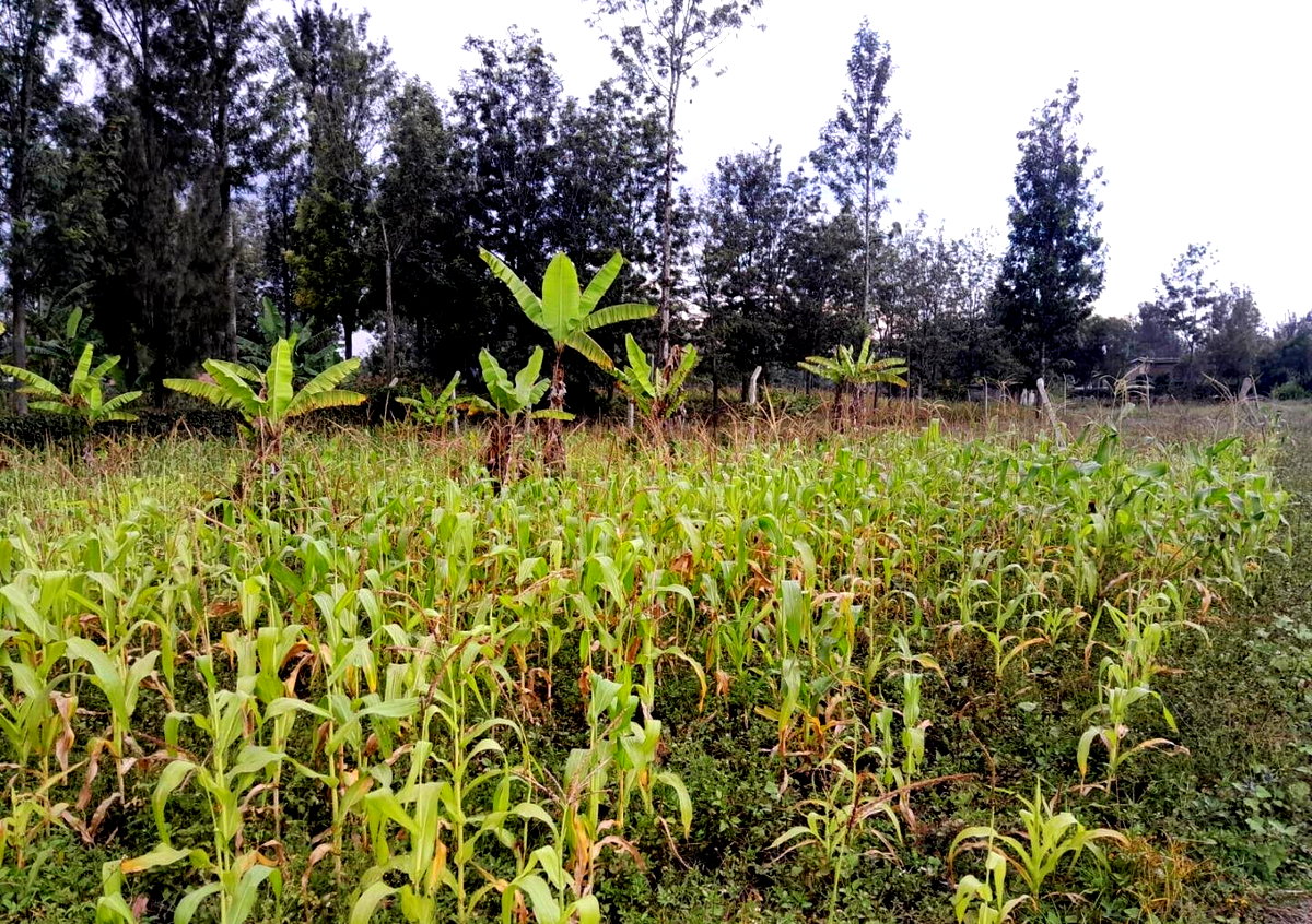 Garden Oasis on 1/4 Acre