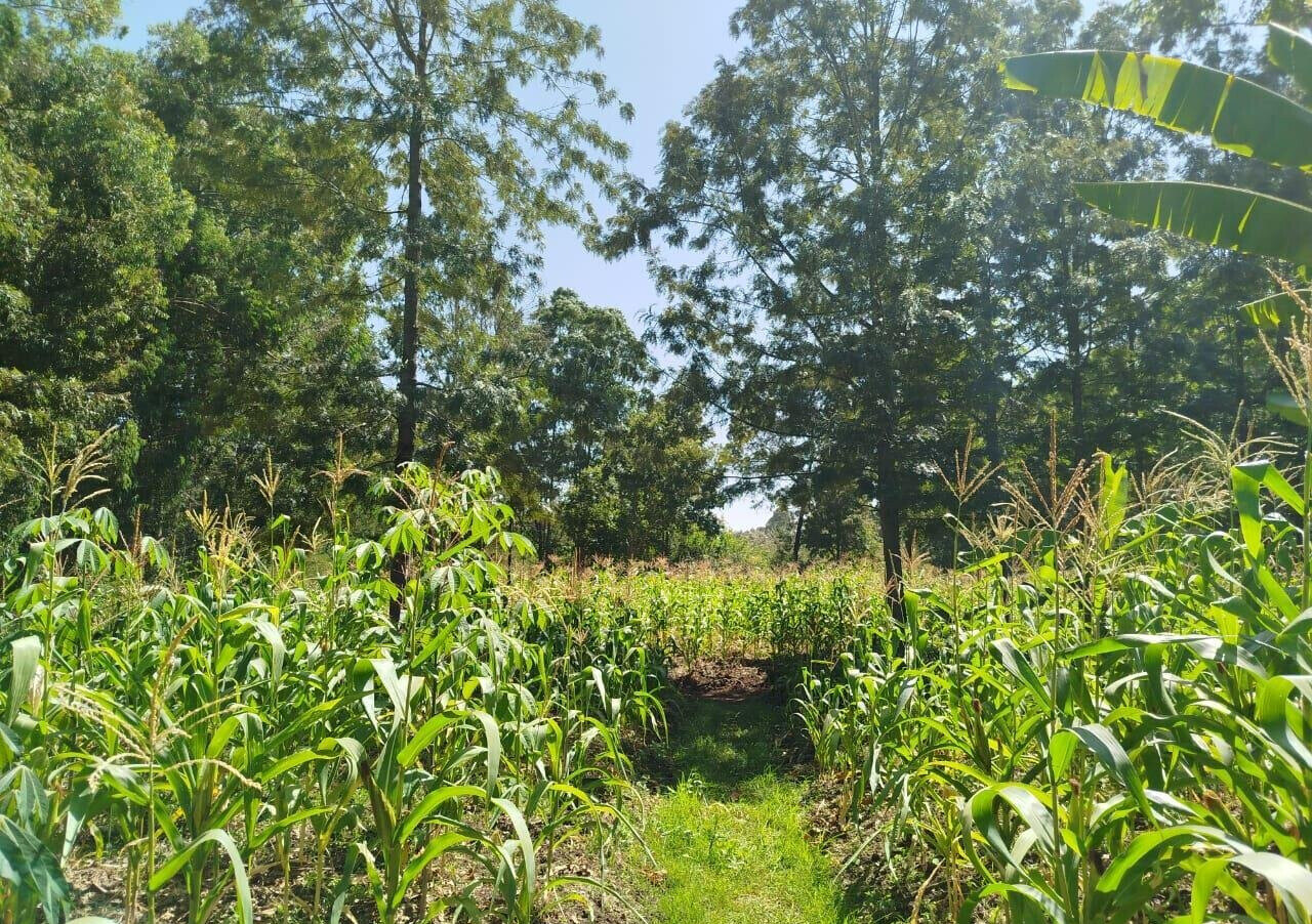 5-Acre Garden Plot in Karen