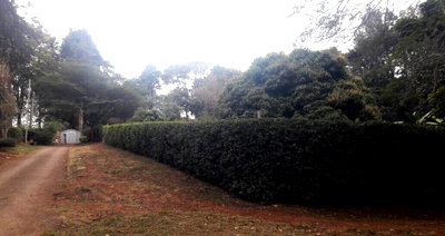 1/2 Acre Runda Gem at KSh 65M
