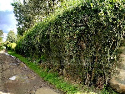 Quarter Acre in Kandisi Few Meters From Rimpa Road Tarmac - Image 5