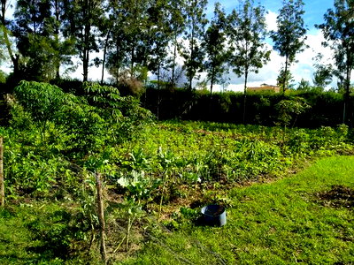 Quarter Acre in Kandisi Few Meters From Rimpa Road Tarmac - Image 2