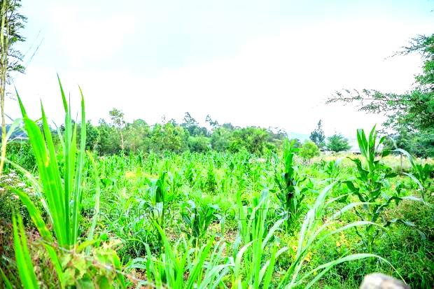 Prime Residential Plot For Sale In Kikuyu, Kamangu