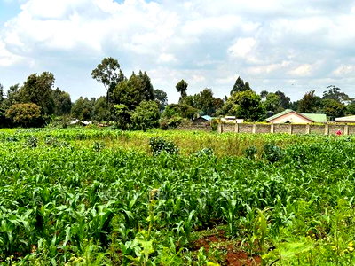 Prime Residential 1 Acre Land in Rironi Near Tilisi Estate - Image 6
