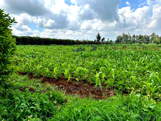 Prime Residential 1 Acre Land in Rironi Near Tilisi Estate