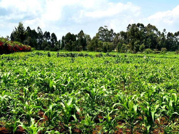 Prime Residential 1 Acre Land in Rironi Near Tilisi Estate