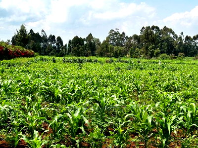 Prime Residential 1 Acre Land in Rironi Near Tilisi Estate - Image 4