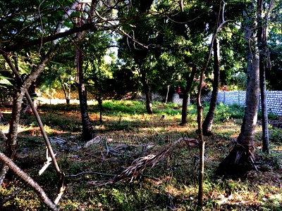 1/4 an Acre Land in Watamu - Image 2