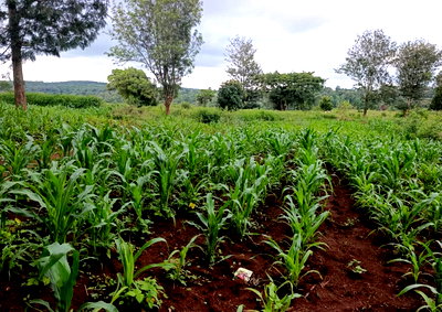 Quarter Acre Garden Plot