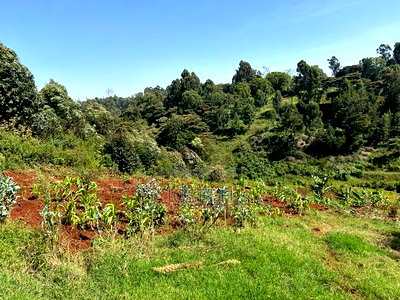 2.5 Acres Residential/ Commercial Property - Image 12