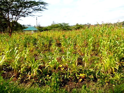 Distress Sale! Prime Half Acre in a Gated-Like Neighborhood - Image 1