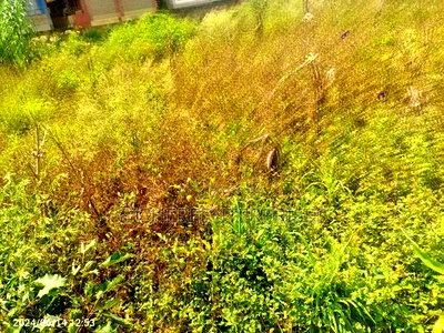 Kasarani Seasons - Image 7