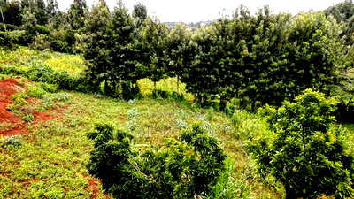 Prime 1/2 Acre Kahara,Ngong at 15m - Image 10