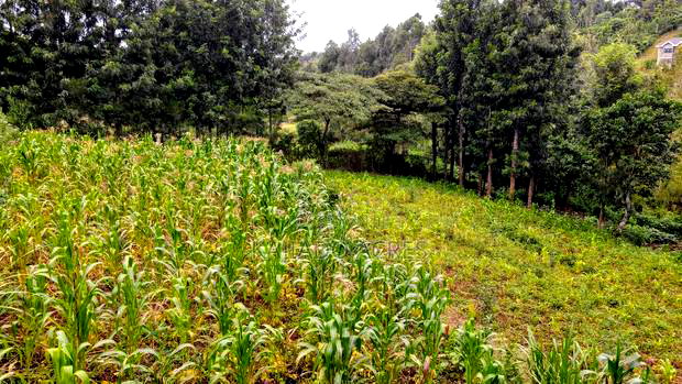 Prime 1/2 Acre Kahara,Ngong at 15m