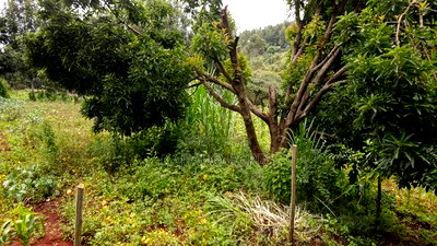 Prime 1/2 Acre Kahara,Ngong at 15m - Image 7