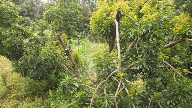 Prime 1/2 Acre Kahara,Ngong at 15m