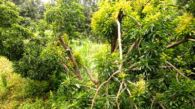 Prime 1/2 Acre Kahara,Ngong at 15m - Image 8