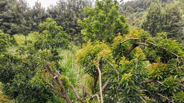 Prime 1/2 Acre Kahara,Ngong at 15m