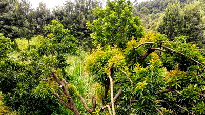 Prime 1/2 Acre Kahara,Ngong at 15m - Image 9