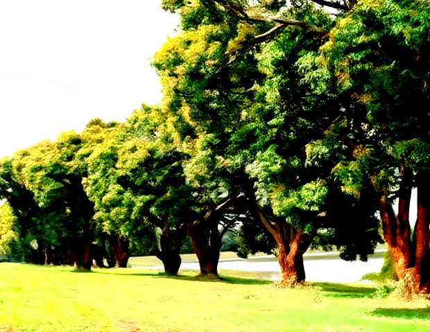Invest In Zuri Springs, Juja!