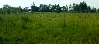 Alego Matera - Image 4