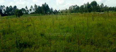 Alego Matera - Image 5