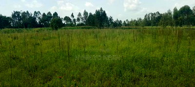 Alego Matera - Image 6