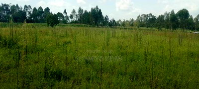 Alego Matera - Image 3