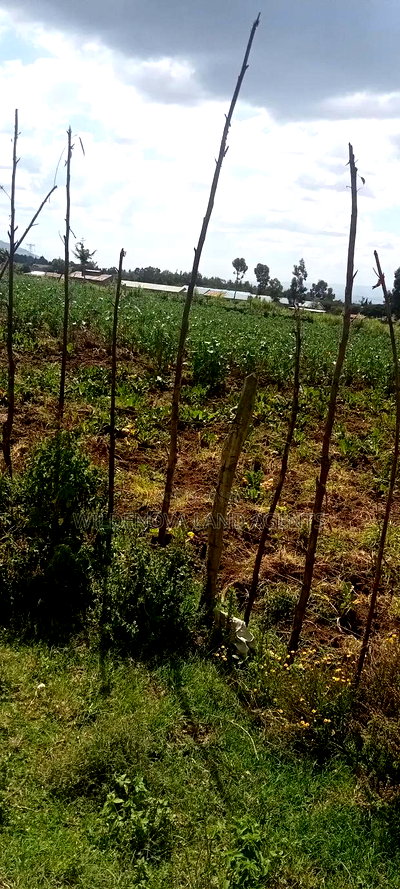 Plot With a House on Sale at Kinungi Naivasha - Image 3