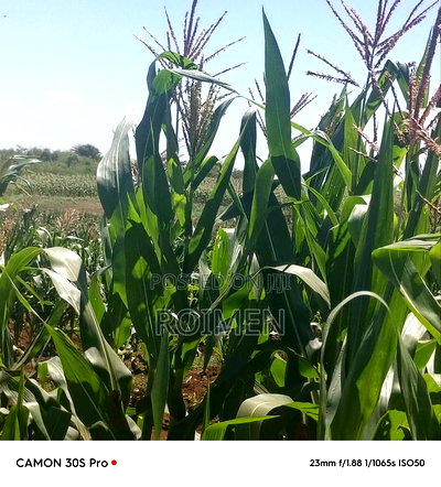 Eka 11 Entonet Loitoktok at 850, 000 Kila Ekali - Image 6