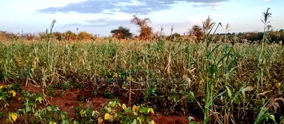 Embu County,Seven Folks 6.4arces Along Tarmac - Image 4