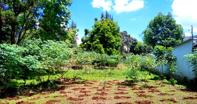 Garden Plot in Runda at KSh 60M