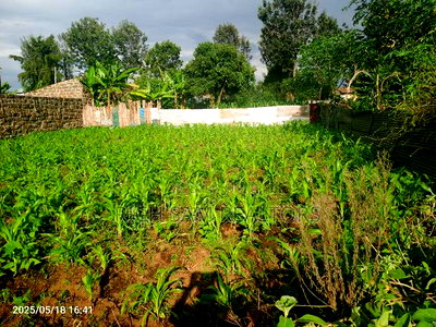 Land for Sale - Image 8