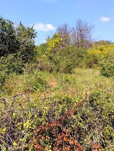 36acres for Sale - Image 4