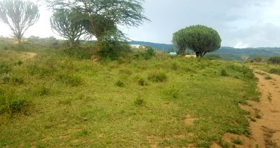 50x100 Plot for KSh 750K