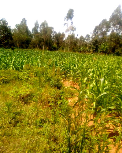 0.7 Acre Plot in Kapuonja
